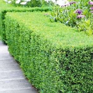 buxus