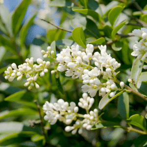 haagliguster met bloemen