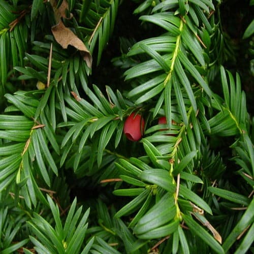 Voordelen venijnboom in je tuin