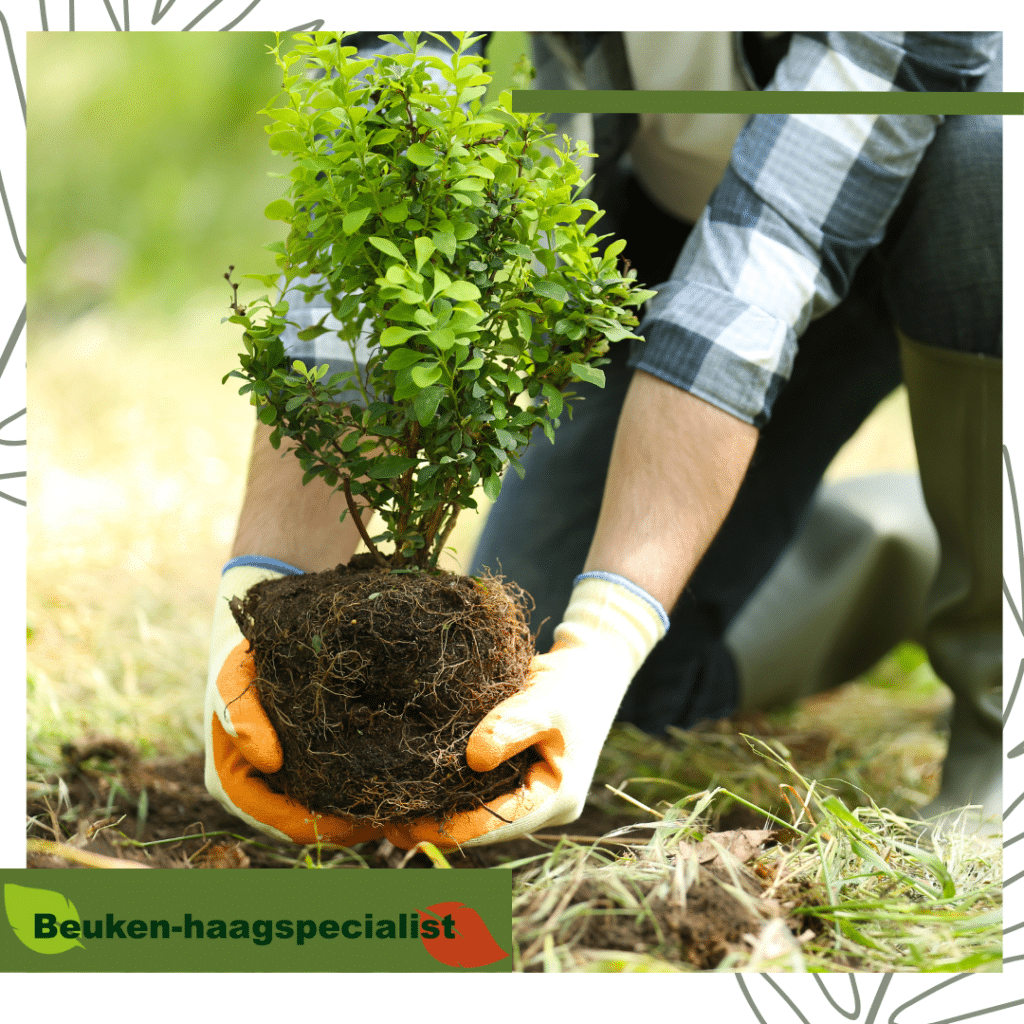 Beukenhaag planten in het najaar