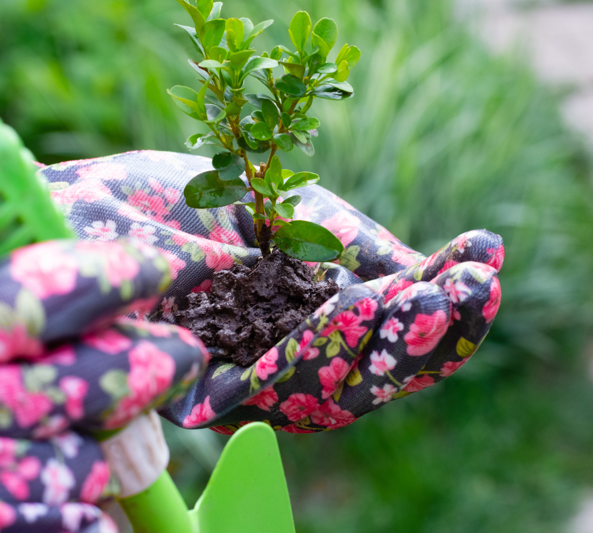 Buxus verzorging